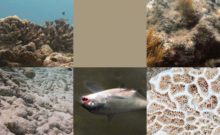 La agencia The Racoons lanzó el Dead Coral Color of The Year 2043, que cree será el verdadero color de éstos animales si no cuidamos el ambiente.